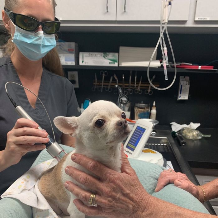 laser therapy of a pet
