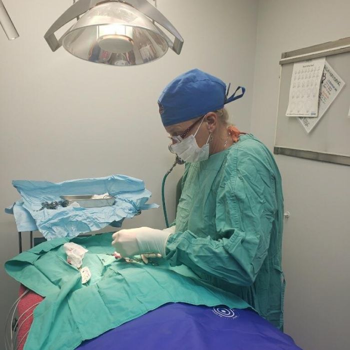 vet performing surgery