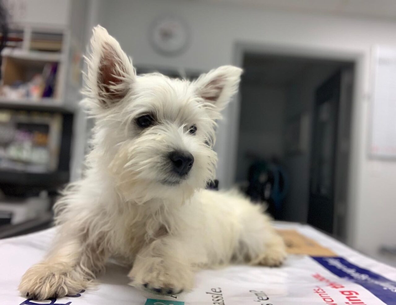 About Hammocks Veterinary Hospital Vet In Miami, FL 33196