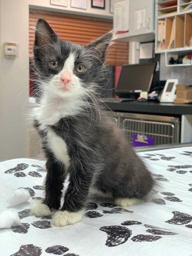 Payment Options For Veterinary Care Hammocks Veterinary Hospital